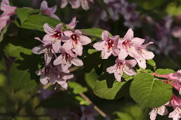 520258 - Weigela praecox