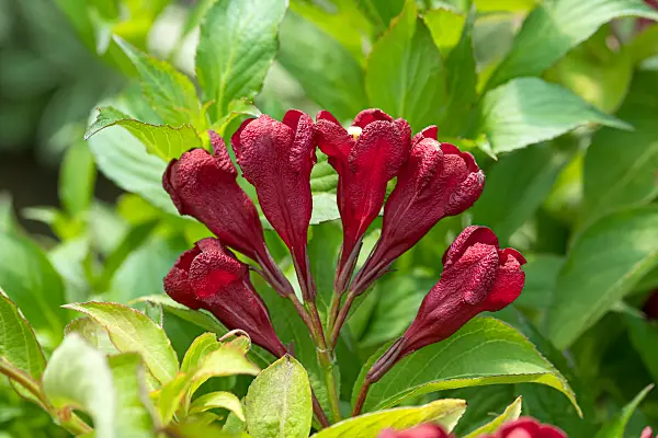 664475 - Weigélie florifère (Weigela florida 'Cherry Love')