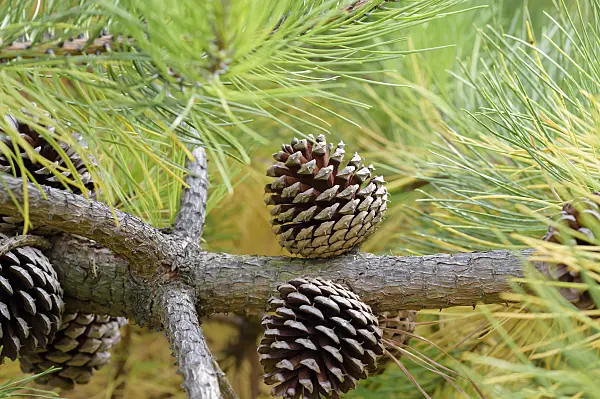 593159 - Weihrauchkiefer (Pinus taeda var. rigida)