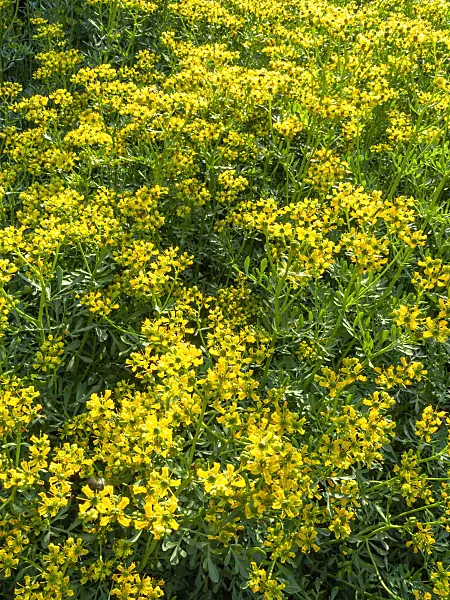 426310 - Weinraute (Ruta graveolens)
