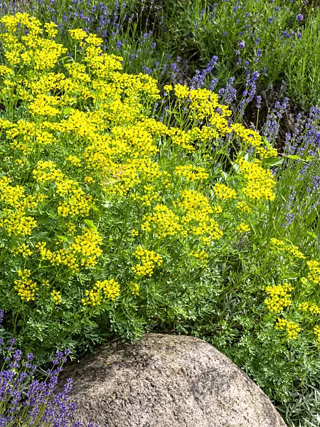 438302 - Weinraute (Ruta graveolens)