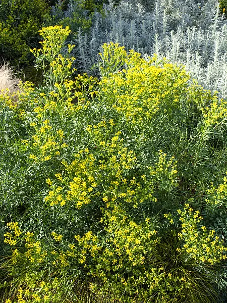 462049 - Weinraute (Ruta graveolens)