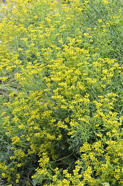 534199 - Weinraute (Ruta graveolens)