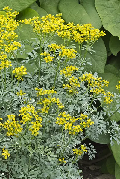 558313 - Weinraute (Ruta graveolens)