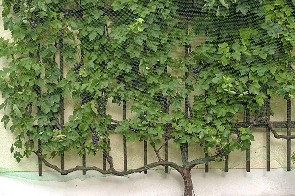 517393 - Weinrebe (Vitis vinifera 'Mitschurinski') mit Vogelschutznetz