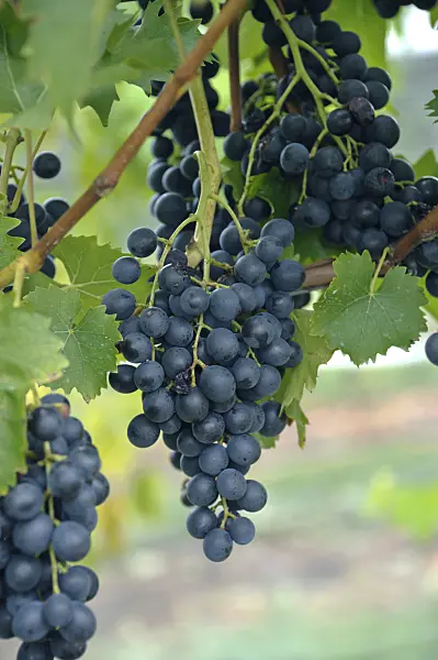 517395 - Weinrebe (Vitis vinifera 'Muscat Bleu')