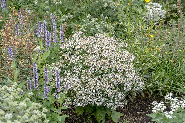 575022 - Weiße Herbstaster (Aster divaricatus 'Tradescant')