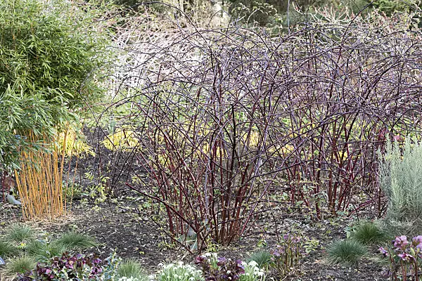 625362 - Weiße Himbeere (Rubus niveus)