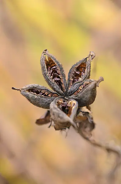 526018 - Weiße Pfingstrose (Paeonia lactiflora)