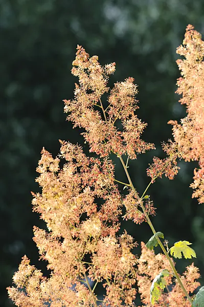 474406 - Weißer Federmohn (Macleaya cordata)
