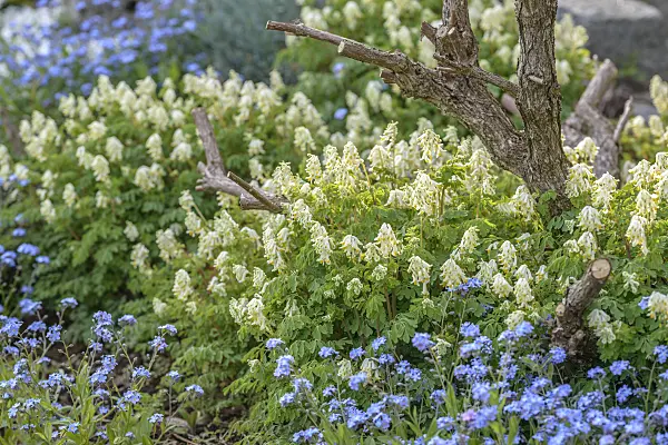 575072 - Weißer Lerchensporn (Pseudofumaria alba syn. Corydalis ochroleuca)