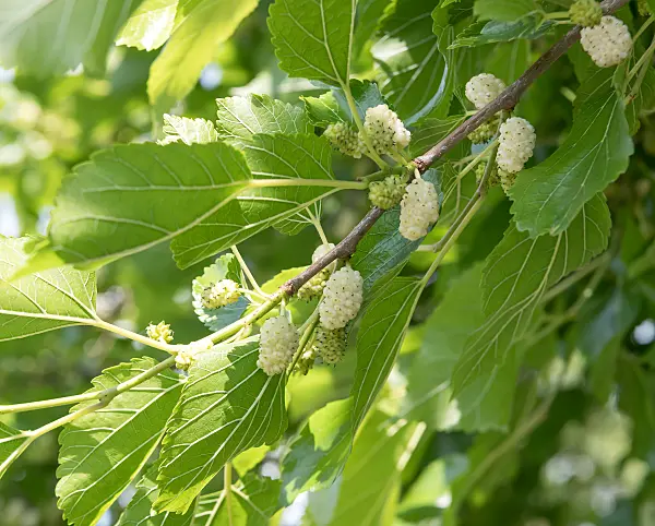 664271 - Weißer Maulbeerbaum (Morus alba)