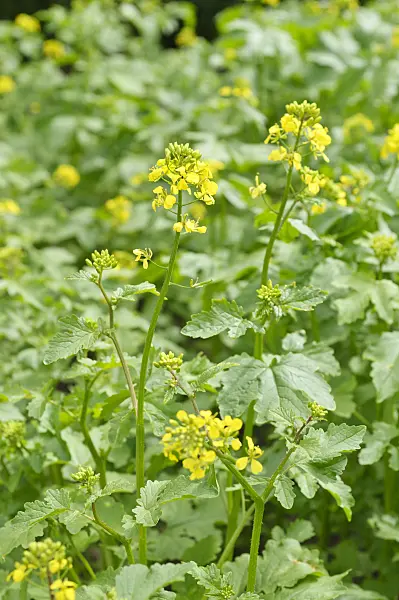485135 - Weißer Senf (Sinapis alba syn. Brassica alba)