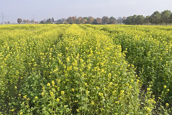 573125 - Weißer Senf (Sinapis alba syn. Brassica alba)