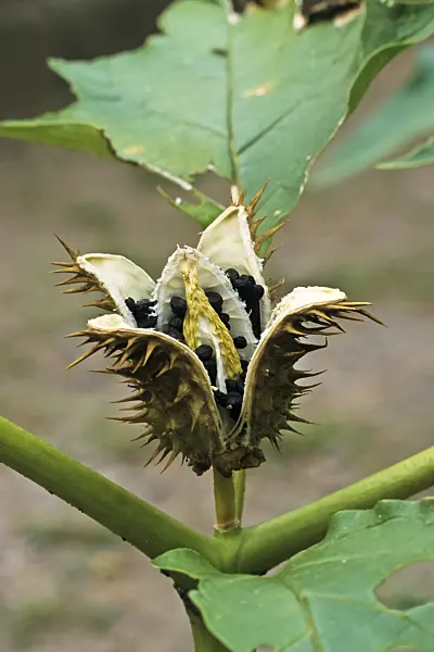 381118 - Weißer Stechapfel (Datura stramonium)