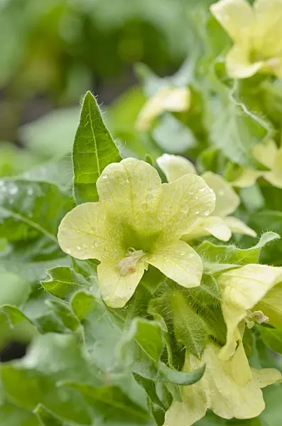 508554 - Weißes Bilsenkraut (Hyoscyamus albus)