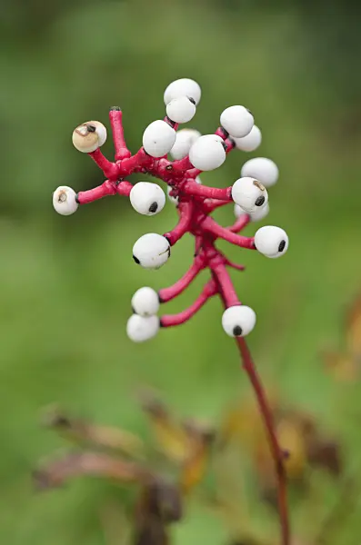 549049 - Weißfrüchtiges Christophskraut (Actaea pachypoda)