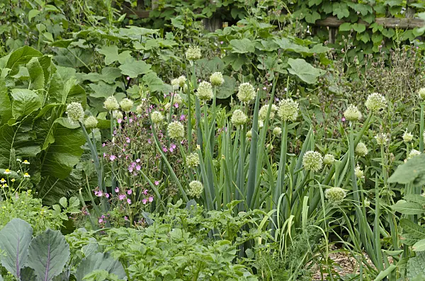 496396 - Welsh onion (Allium fistulosum)