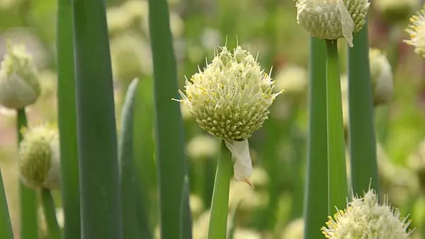 496419 - Welsh onion (Allium fistulosum)