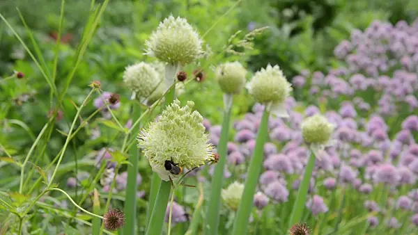 496421 - Welsh onion (Allium fistulosum) and bumble bee (Bombus)
