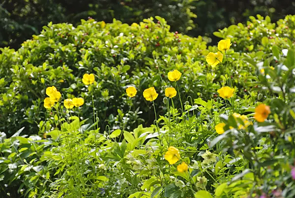 496166 - Welsh poppy (Meconopsis cambrica)