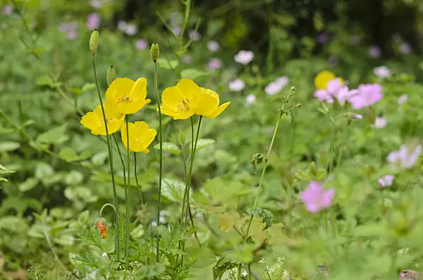 533604 - Welsh poppy (Meconopsis cambrica)