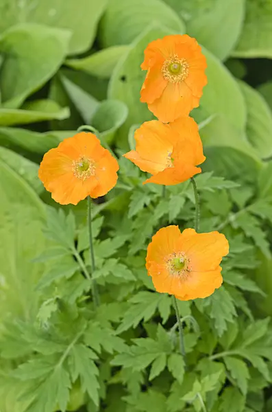 533490 - Welsh poppy (Meconopsis cambrica 'Aurantiaca')