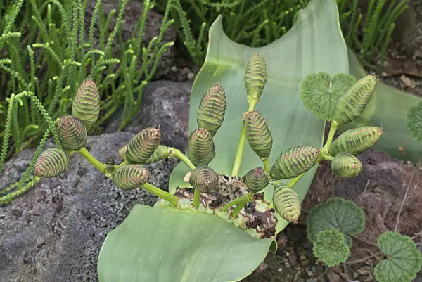 597028 - Welwitschia mirabilis
