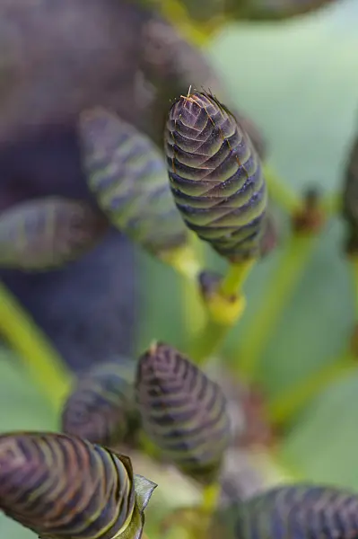 492009 - Welwitschie (Welwitschia mirabilis)