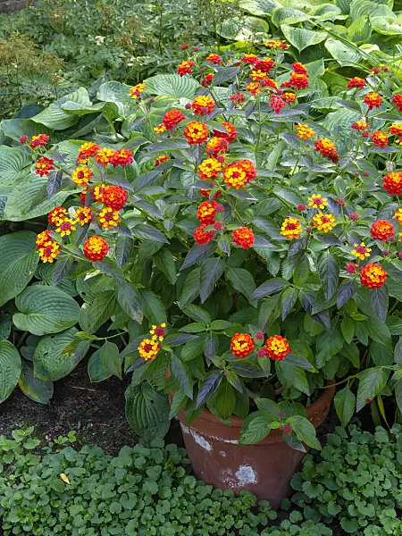428239 - West Indian lantana (Lantana camara)