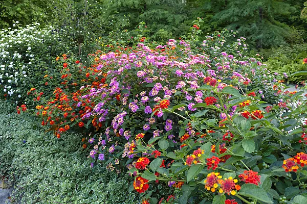 452089 - West Indian lantana (Lantana camara)
