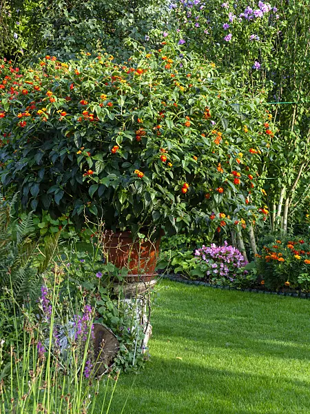 463151 - West Indian lantana (Lantana camara)