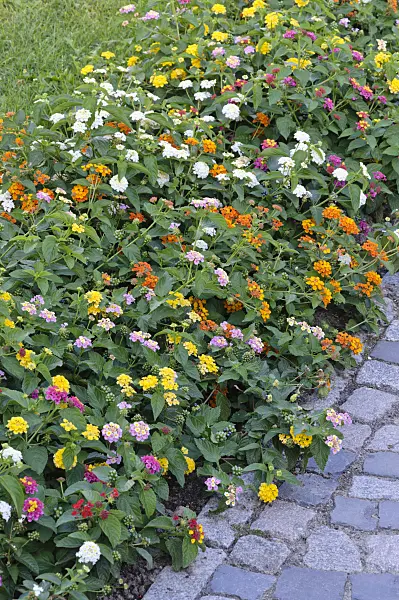 476022 - West Indian lantana (Lantana camara)