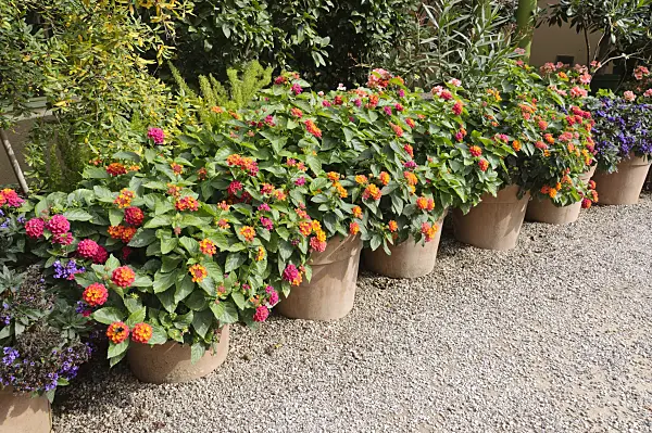 476206 - West Indian lantana (Lantana camara)
