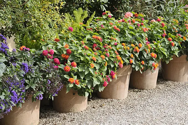 476207 - West Indian lantana (Lantana camara)