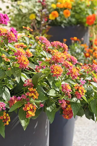487055 - West Indian lantana (Lantana camara)