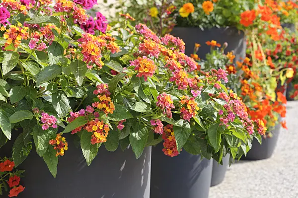 487056 - West Indian lantana (Lantana camara)