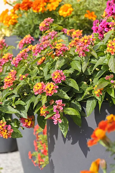 487059 - West Indian lantana (Lantana camara)