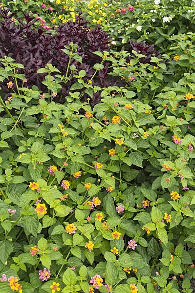 510181 - West Indian lantana (Lantana camara)
