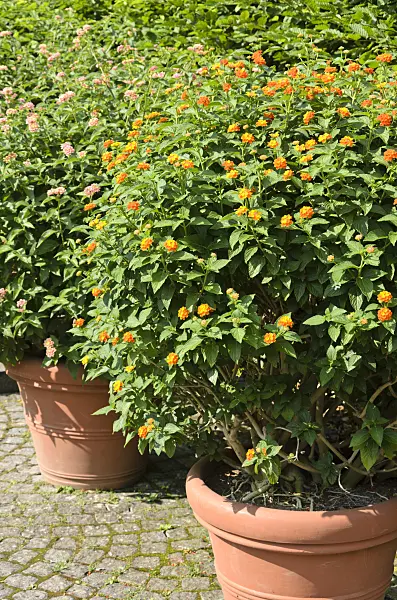 522101 - West Indian lantana (Lantana camara)