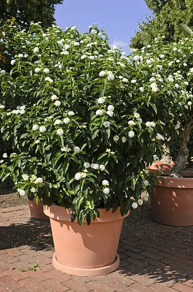 522104 - West Indian lantana (Lantana camara)