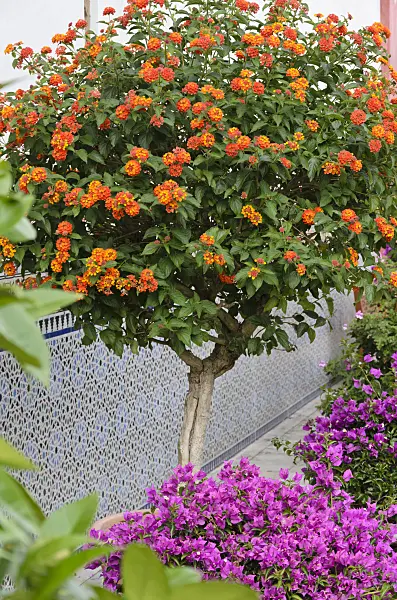 534193 - West Indian lantana (Lantana camara)
