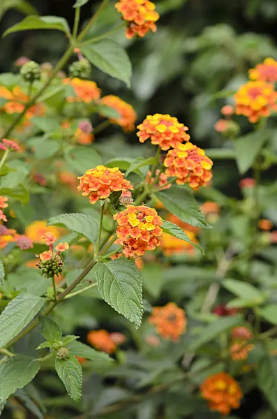 535122 - West Indian lantana (Lantana camara)