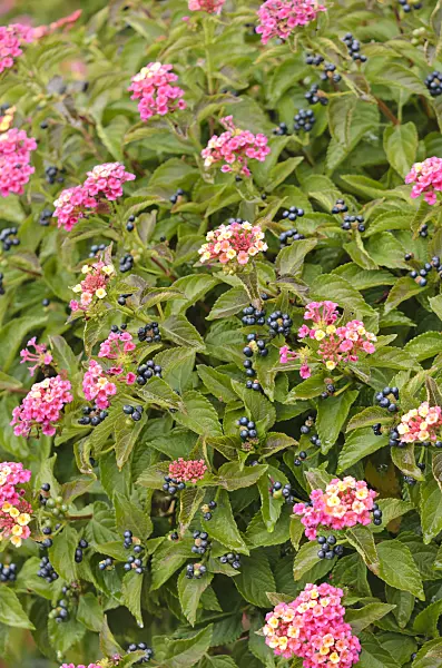 535445 - West Indian lantana (Lantana camara)