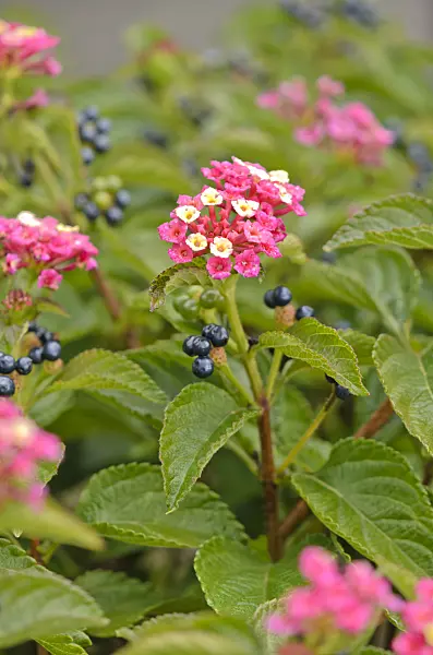 535446 - West Indian lantana (Lantana camara)