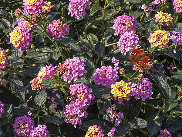 442017 - West Indian lantana (Lantana camara 'Arlequin') and peacock butterfly (Inachis io)