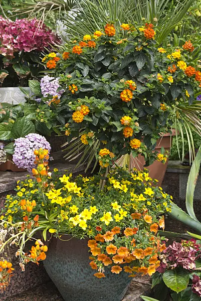 534243 - West Indian lantana (Lantana camara), beggarticks (Bidens) and Calibrachoa