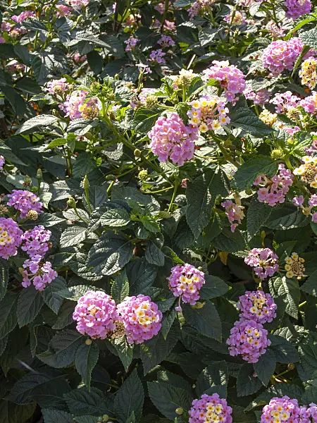 442016 - West Indian lantana (Lantana camara 'Fabiola')