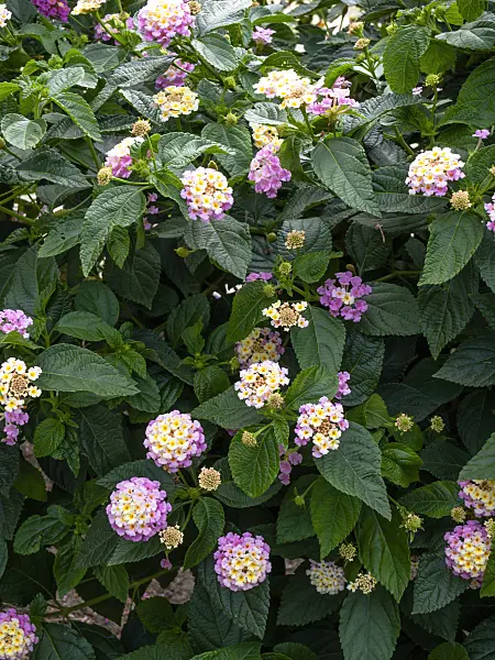 462172 - West Indian lantana (Lantana camara 'Fabiola')