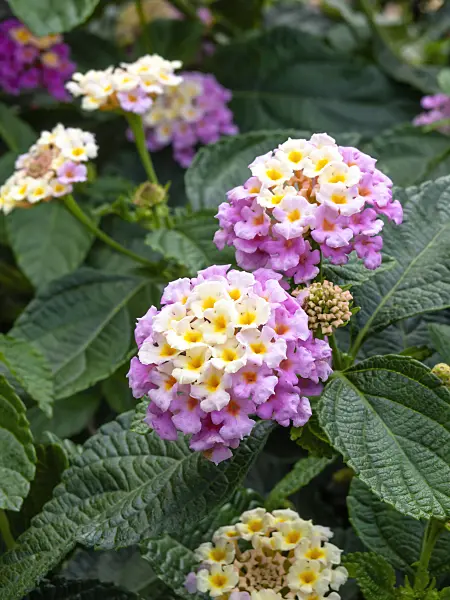 462173 - West Indian lantana (Lantana camara 'Fabiola')